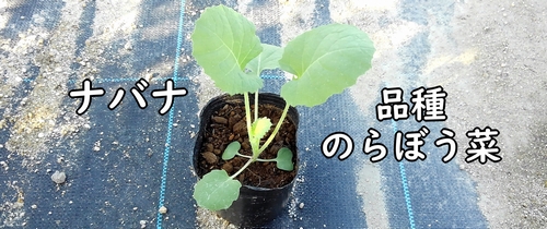 のらぼう菜の苗（菜花の苗）