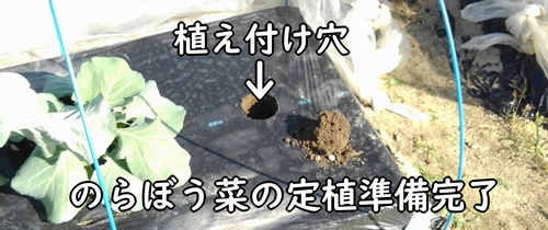 のらぼう菜の植え付け準備完了