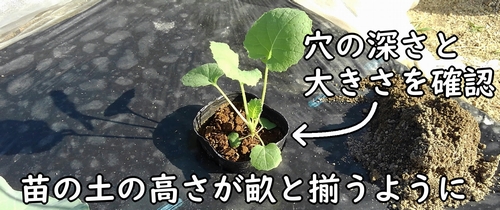 のらぼう菜の苗をポットごと穴に入れる