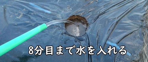 のらぼう菜の植え付け穴に水を入れる