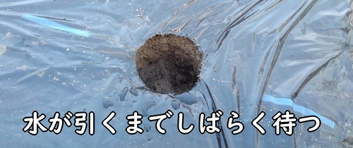 苗は、水が引いてから植える