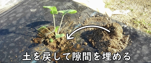 土を戻して隙間を埋める