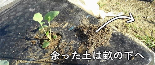 のらぼう菜の植え付けで余った土は下へ落とす