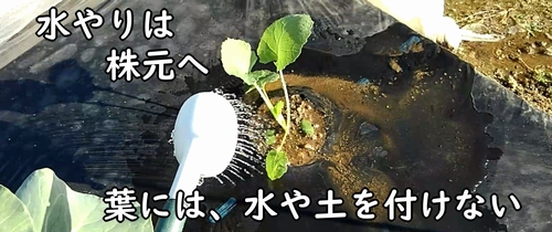 植え付け後ののらぼう菜に水やり