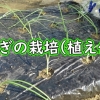 玉ねぎの栽培：苗の植え方（極早生玉ねぎの植え付け）