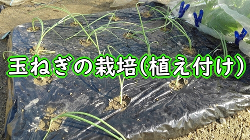 玉ねぎの植え付け（極早生玉ねぎの苗の植え方）