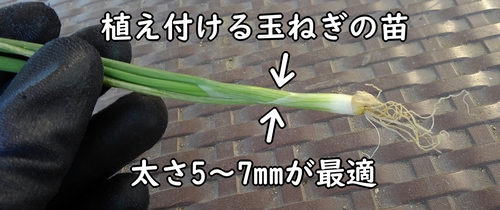 玉ねぎの苗（植え付けに使う極早生玉ねぎの苗）