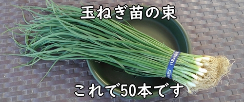 市販の玉ねぎの苗（極早生玉ねぎの苗50本）