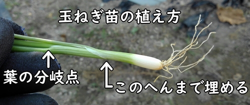 玉ねぎ苗の植え方のポイント