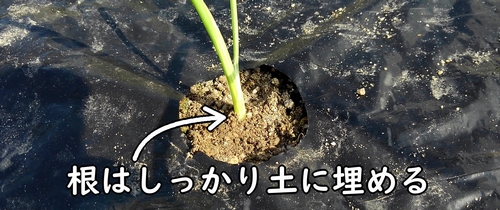 玉ねぎは浅植えで植え付ける