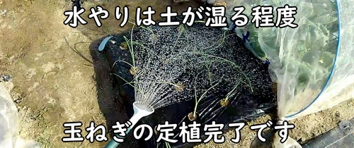 植え付け後の玉ねぎには水やりをする