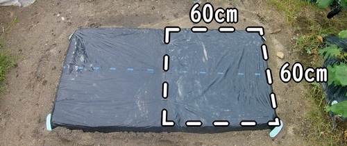 そら豆の栽培区画の大きさは60cm×60cm