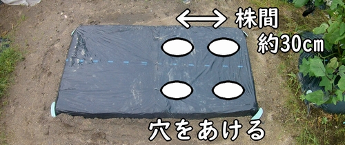 ソラマメの区画に種まき用の穴をあける