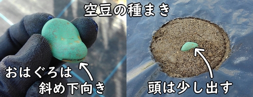 そら豆（空豆）の種の植え方