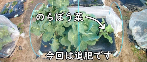 追肥時期になったのらぼう菜（植え付けから約1ヶ月経過）