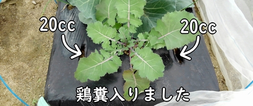 のらぼう菜の追肥場所に鶏糞が入りました