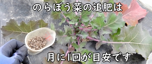 のらぼう菜の追肥は月イチが目安