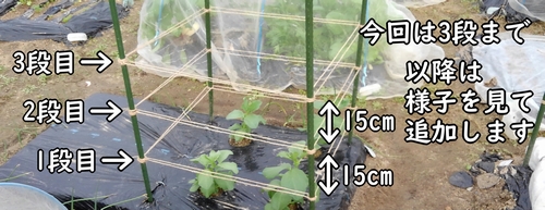 倒伏防止用の紐の間隔は約15cm