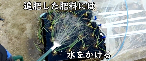 追肥した鶏糞に水をかける