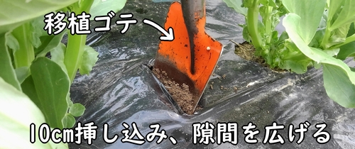 そら豆の追肥場所に移植ゴテを挿し込む