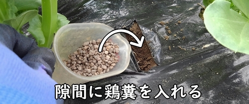 広げた隙間に鶏糞を追肥する