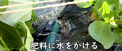 追肥した鶏糞に水をかける