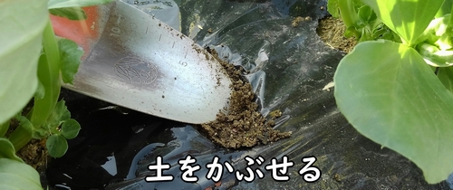 鶏糞を土に埋める