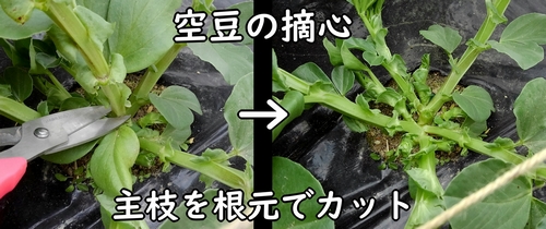 そら豆の摘心の仕方（唐比の春ソラマメの摘心方法）