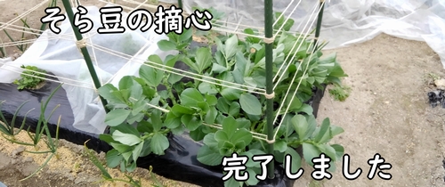 そら豆の摘心完了しました（唐比の春ソラマメの摘心作業完了）