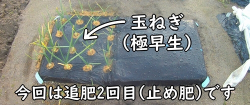 2回目の追肥時期が来た玉ねぎ（極早生タマネギ）