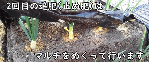 玉ねぎの2回目の追肥方法（タマネギの区画のマルチをめくって追肥する）