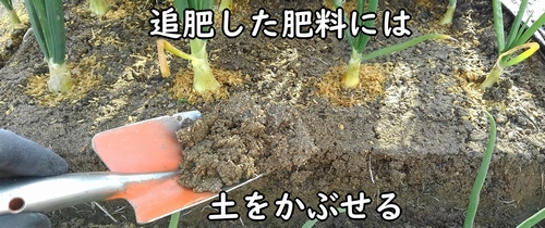 追肥した鶏糞に土をかぶせる