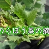 のらぼう菜の摘心（菜花の栽培管理：摘芯）