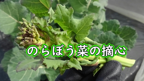 のらぼう菜の摘心（菜花の栽培管理：摘芯）