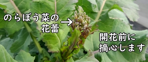 のらぼう菜の蕾（開花前に摘心する）