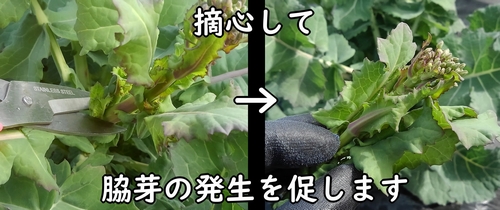 のらぼう菜の摘心の仕方