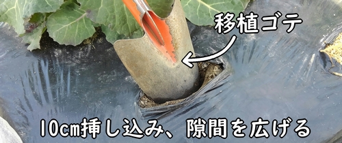 のらぼう菜（なばな・菜花）の追肥のやり方