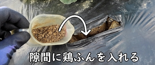 鶏糞を追肥箇所に入れる