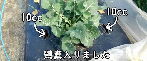 のらぼう菜の追肥場所に鶏糞が入りました