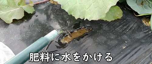 追肥した鶏糞に水をかける