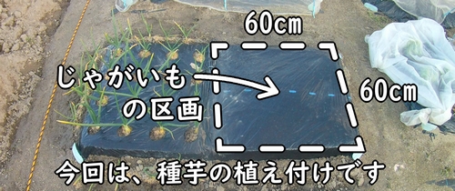 2月に植えるじゃがいも（馬鈴薯）の栽培区画