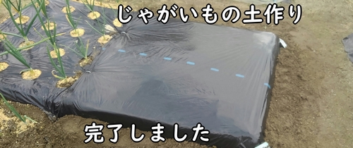 じゃがいも（春植え馬鈴薯）の土作り完了です