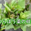 のらぼう菜の収穫（植え付け時期が10月の菜花・なばなを収穫します）