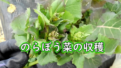 のらぼう菜の収穫（植え付け時期が10月の菜花・なばなを収穫します）