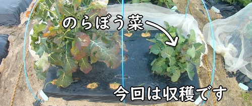 収穫時期になったのらぼう菜（植え付けから収穫まで世話した菜花・なばな）