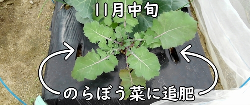 のらぼう菜の追肥（なばな・菜花に追加の肥料を補う）