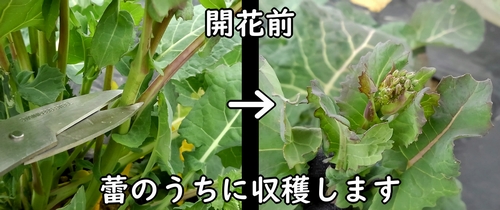 のらぼう菜の収穫の仕方（菜花・なばなの収穫方法）