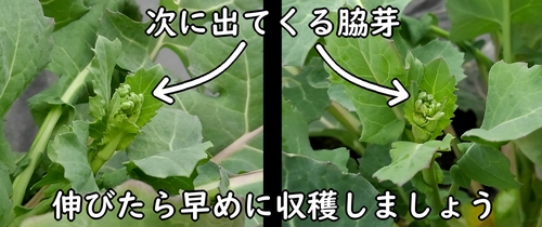 次回収穫できそうなのらぼう菜の脇芽