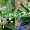 そら豆の摘心・芯止め（唐比の春ソラマメの脇芽の摘心）