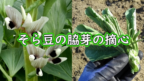 そら豆の摘心・芯止め（唐比の春ソラマメの脇芽の摘心）